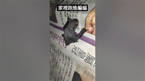 蝙蝠跑進家裡